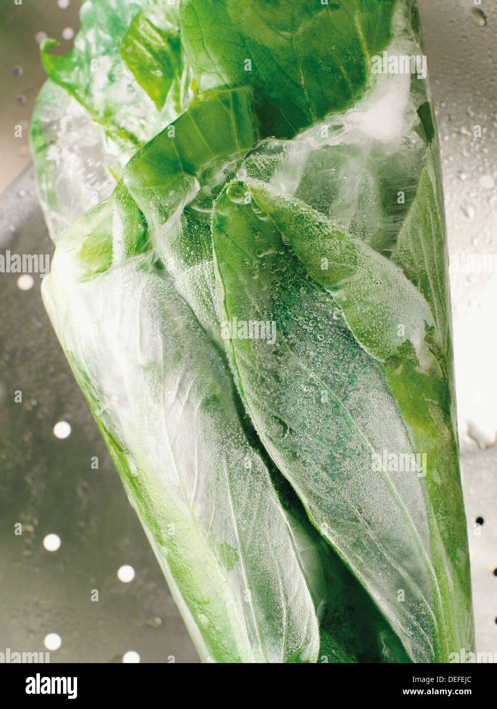 Frosted Pak choi Banque D'Images