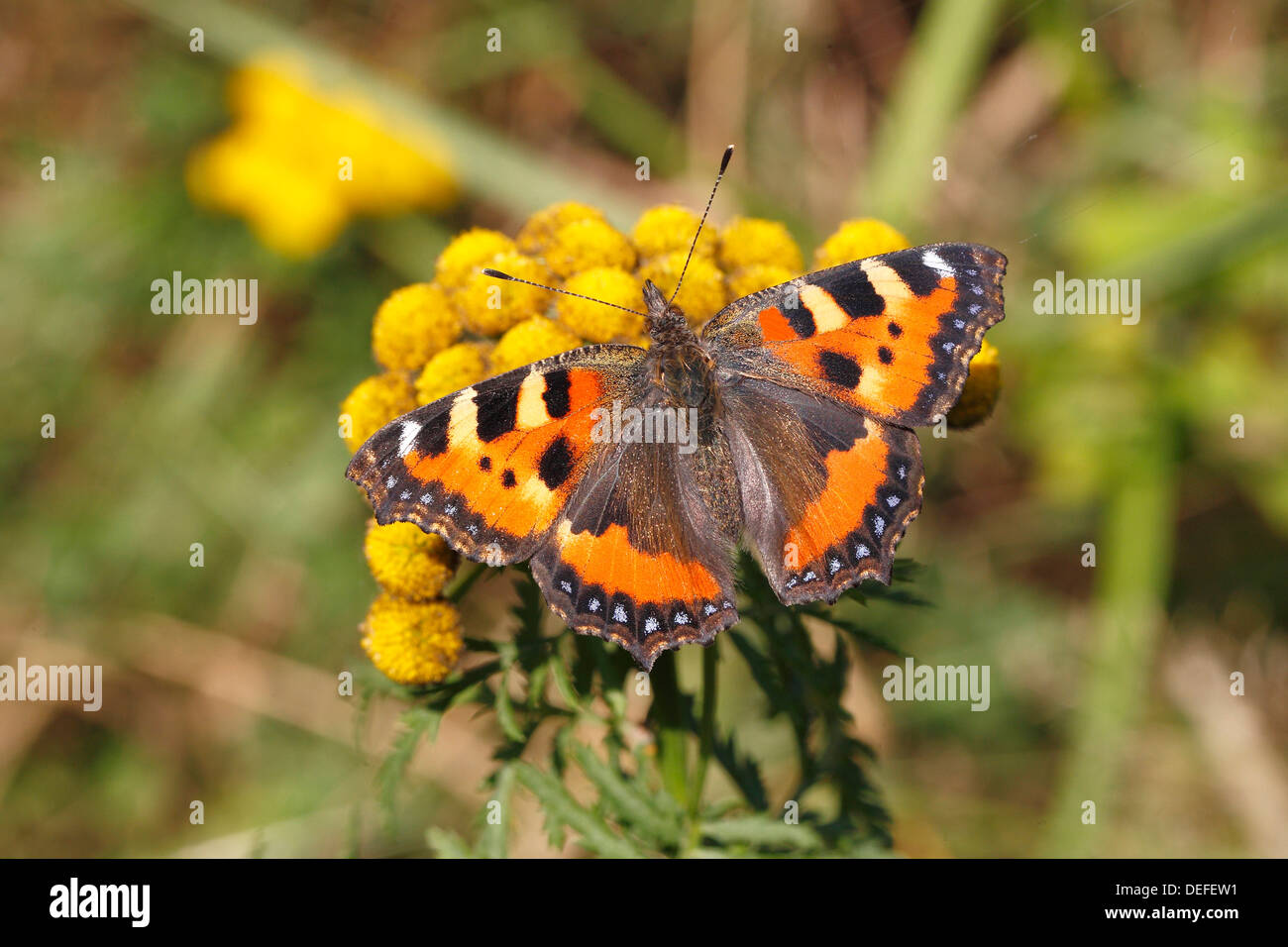 Petite écaille (Aglais urticae) papillon aux ailes ouvertes, Rhénanie du Nord-Westphalie, Allemagne Banque D'Images