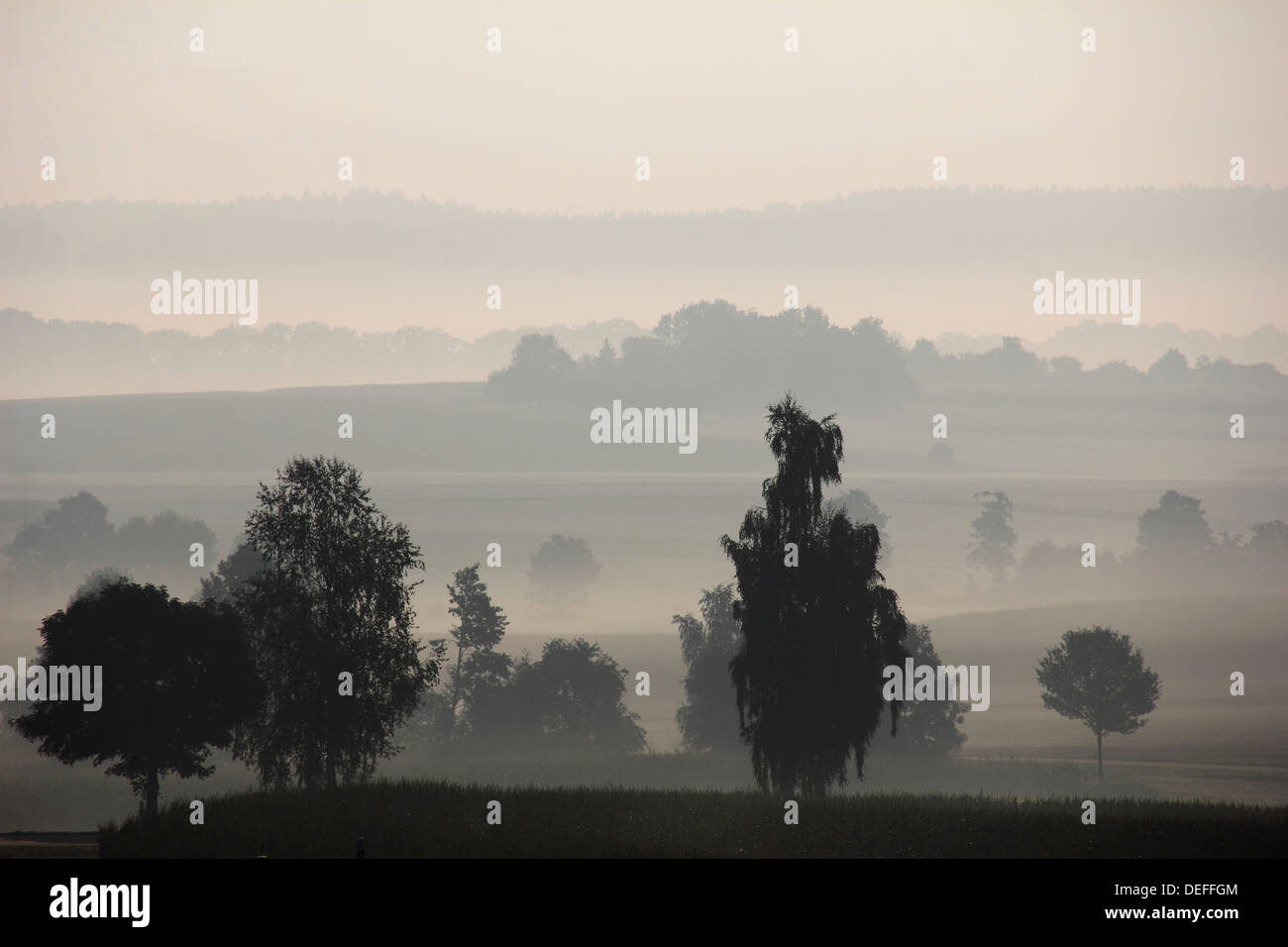 La campagne souabe, matin, brouillard matin, humeur, près de Offingen, en Haute Souabe, Bade-Wurtemberg, Allemagne Banque D'Images