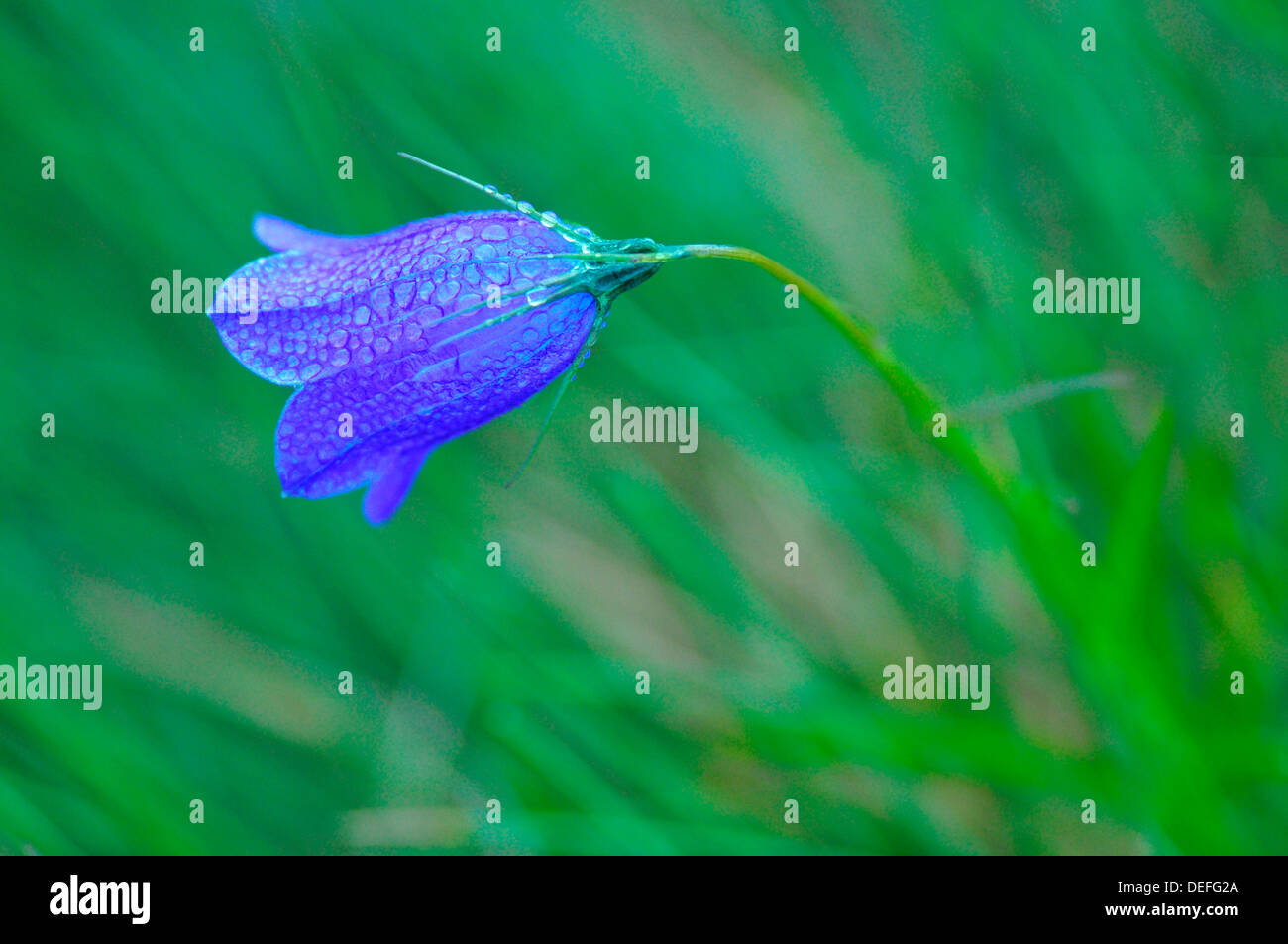 La campanule (Campanula sp.) avec dewdrops, Styrie, Autriche Banque D'Images