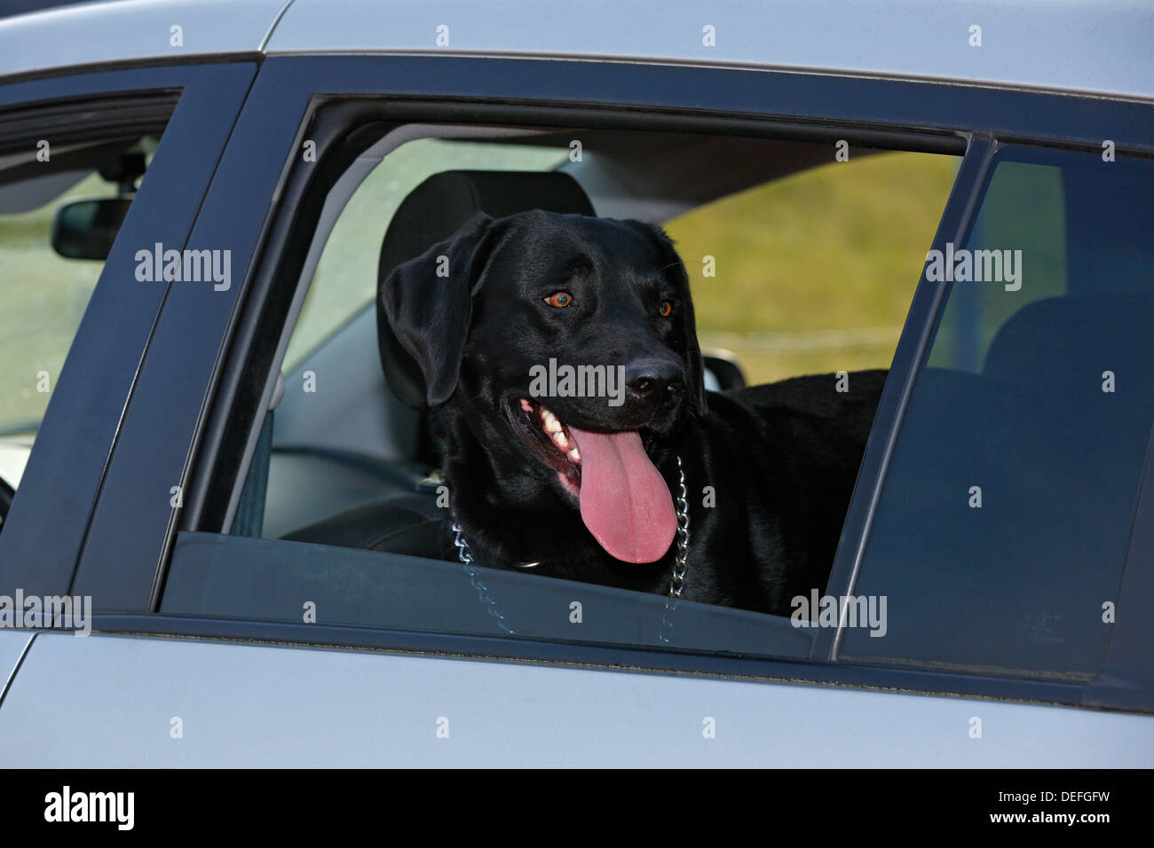 Haletant Labrador noir mâle dans une voiture avec la fenêtre ouverte en été, Allemagne Banque D'Images