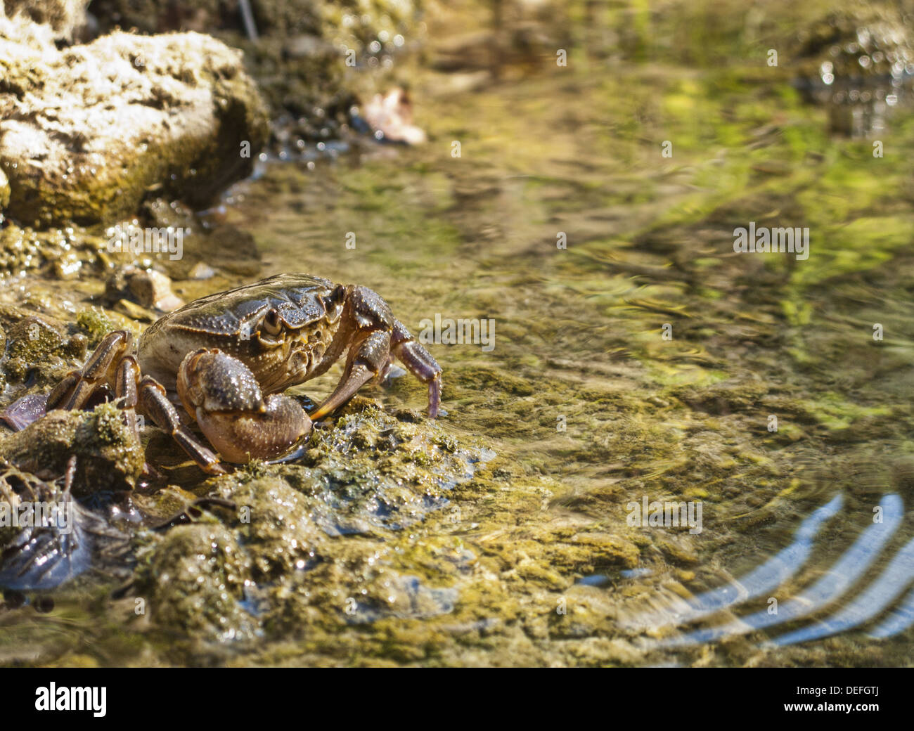 Crabe d'eau douce (Potamon fluviatile) dans un ruisseau Banque D'Images