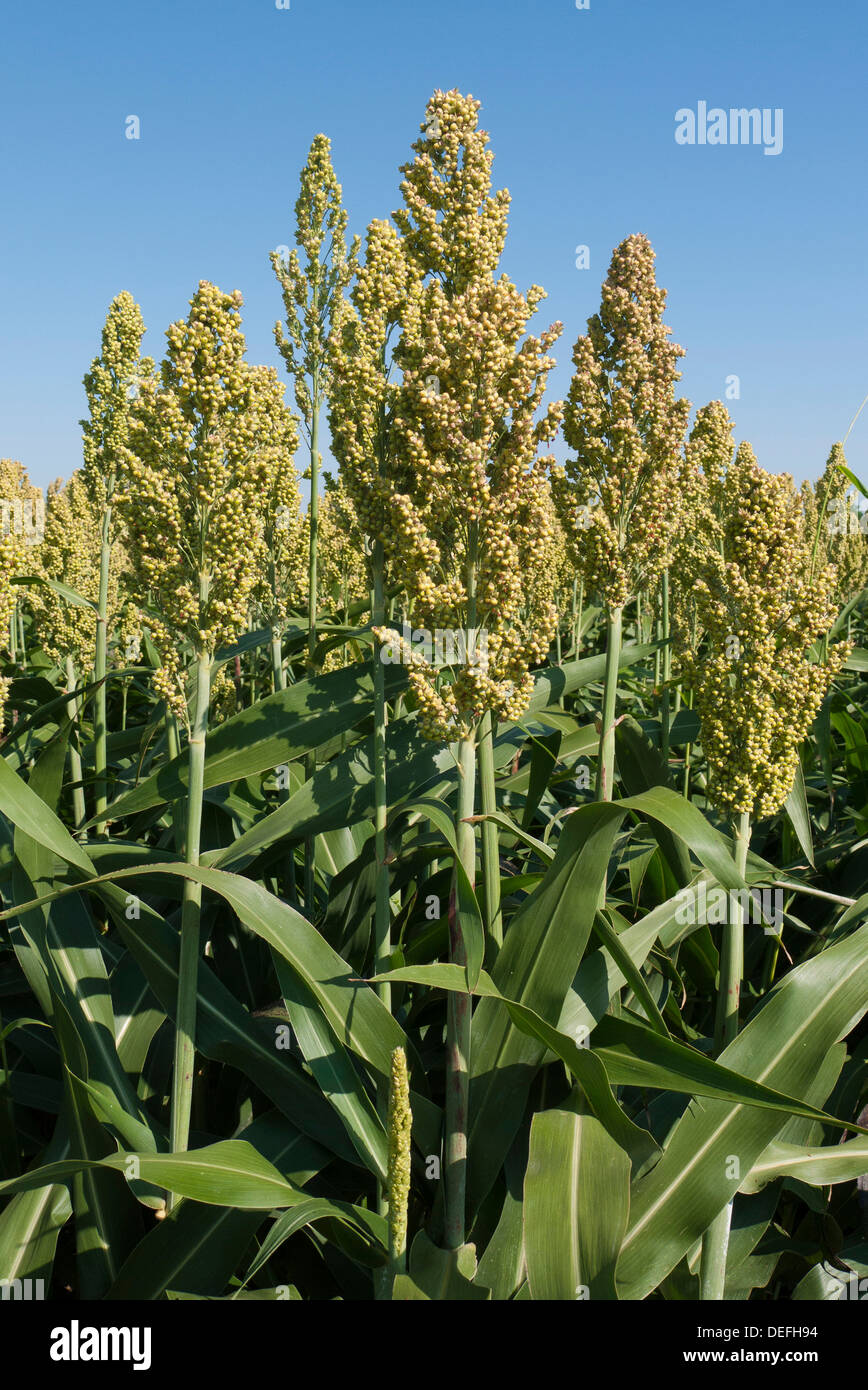Champ de mil, Weinviertel, Basse Autriche, Autriche Banque D'Images
