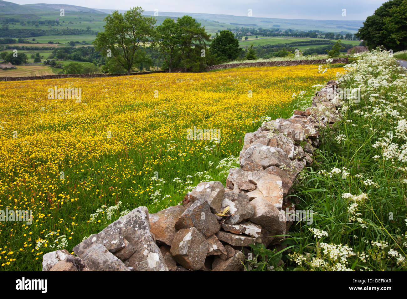 Près de meadow Buttercup Aysgarth dans Wensleydale, Yorkshire Dales, Yorkshire, Angleterre, Royaume-Uni, Europe Banque D'Images