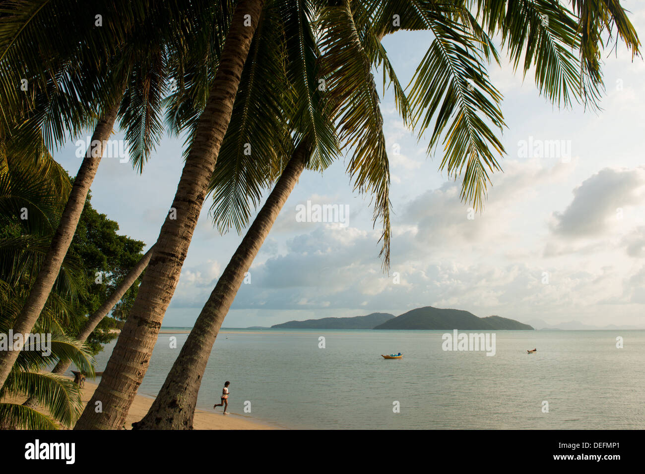 Palmiers, Thong Krut Beach, Ko Samui Island, Surat Thani, Thaïlande, Asie du Sud, Asie Banque D'Images
