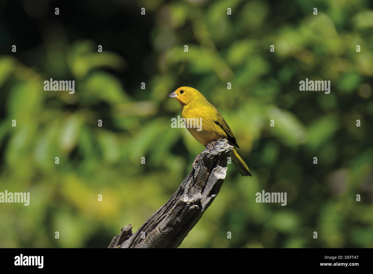 Brésil, Mato Grosso, Pantanal, Saffron Finch, Sicalis flaveola, oiseau, oiseaux, faune Oiseaux Pantanal, Voyage, tourisme, nature, oiseau vert, Nature, Patrimoine Mondial Barao de Melgaco, Pantanal oiseaux, observation des oiseaux, l'ornithologie, Banque D'Images