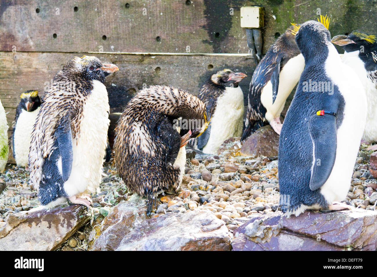 Les manchots macaronis au maltage Living Coasts, Torquay, Royaume-Uni Banque D'Images