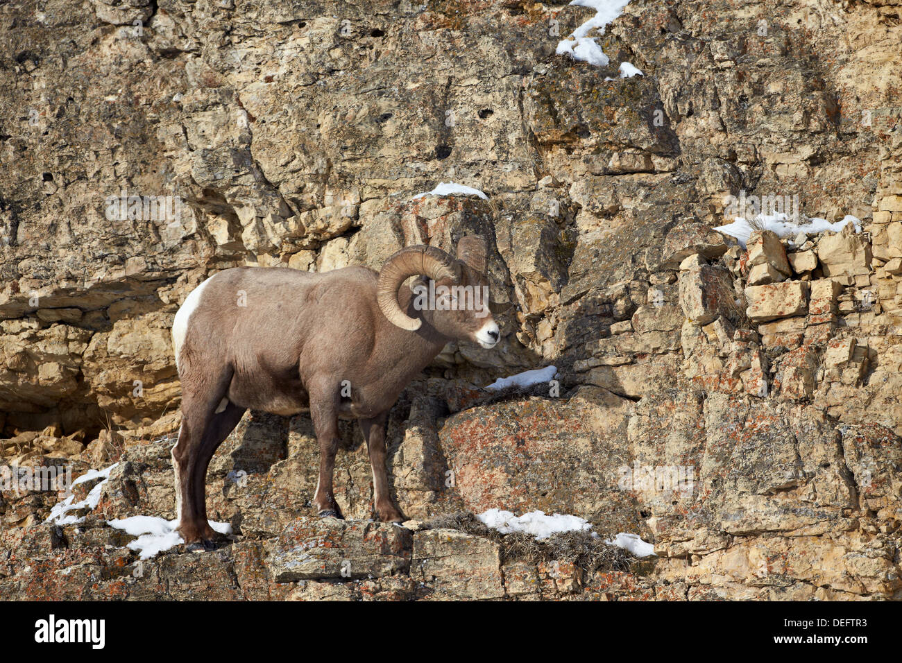 Bighorn (Ovis canadensis) dans l'hiver, le Parc National de Yellowstone, Wyoming, États-Unis d'Amérique, Amérique du Nord Banque D'Images