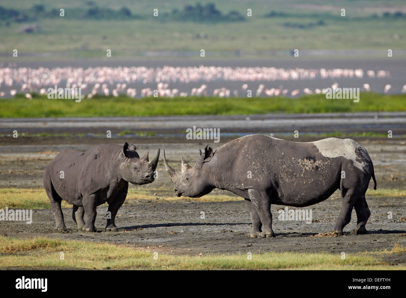 Deux rhinocéros noir (hook-lipped rhinoceros) (Diceros bicornis), Ngorongoro Crater, l'UNESCO, la Tanzanie, l'Afrique de l'Est Banque D'Images