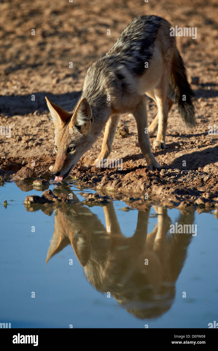 Le chacal à dos noir (Canis mesomelas) boire, Kgalagadi Transfrontier Park, Kalahari Gemsbok National Park, Afrique du Sud Banque D'Images