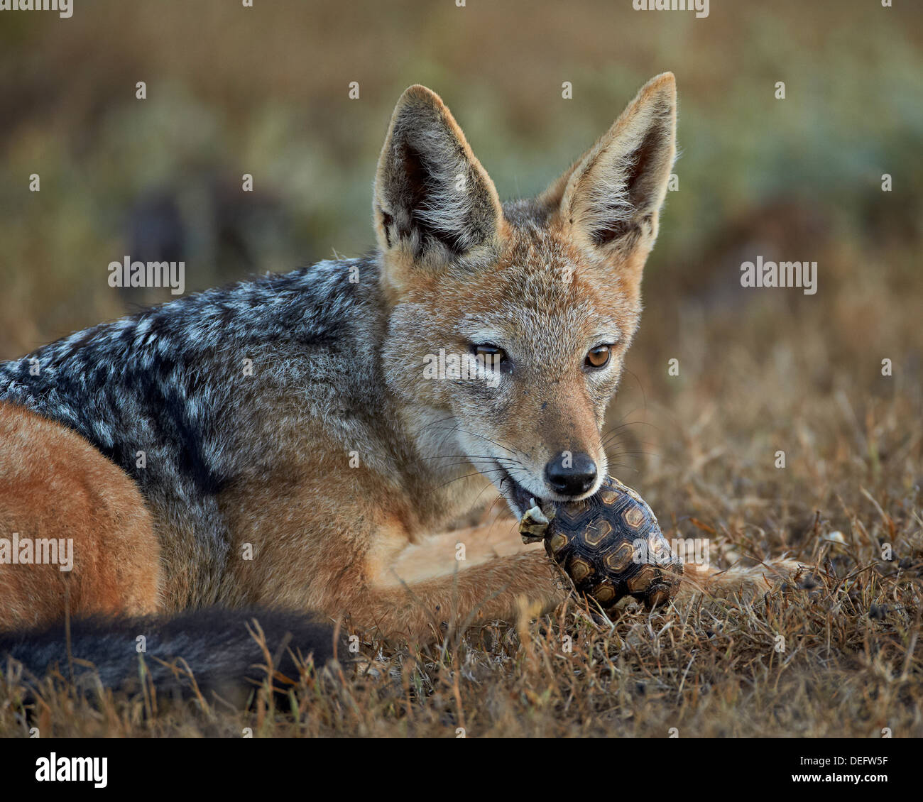 Le chacal à dos noir (Canis mesomelas) manger une tortue léopard (Geochelone pardalis), l'Addo Elephant National Park, Afrique du Sud Banque D'Images