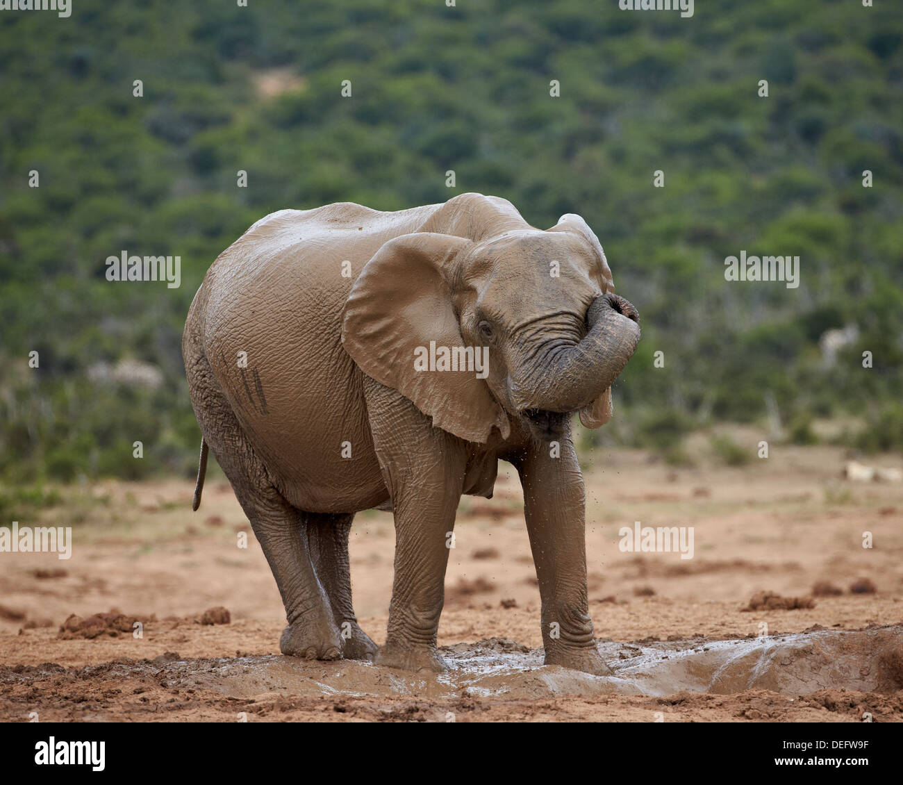 Femelle éléphant africain (Loxodonta africana) frotter l'œil tandis que le bain de boue Addo Elephant National Park, Afrique du Sud Banque D'Images