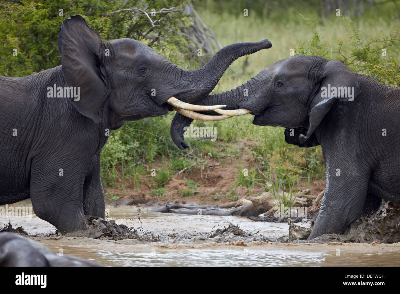 Deux mâles adolescents African elephant (Loxodonta africana) jouant, Kruger National Park, Afrique du Sud, l'Afrique Banque D'Images
