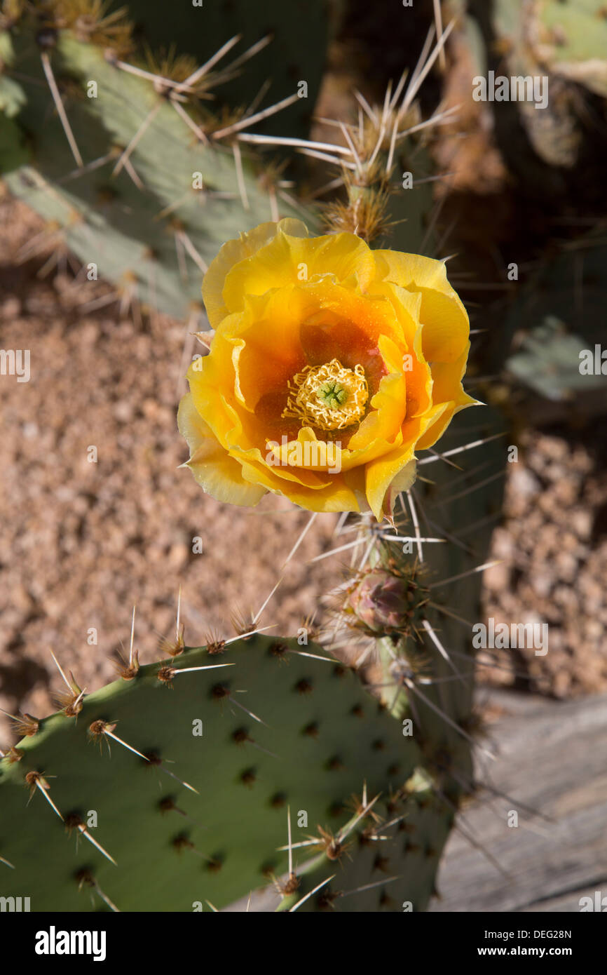 Fleur de l'oponce de l'Est (Opuntia), West-Tucson Mountain District, Saguaro National Park, Arizona, USA Banque D'Images