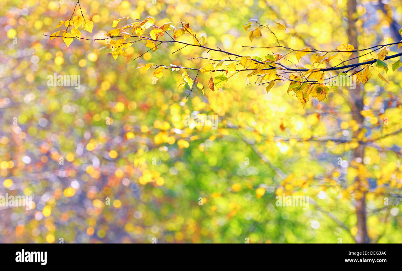 Les feuilles d'automne en forêt dans la pousse des brunchs Banque D'Images