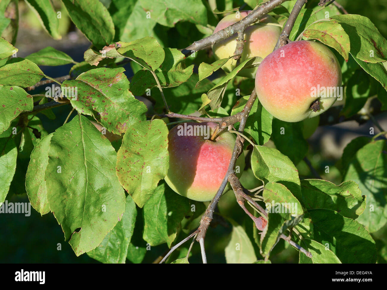 Pommier avec pommes nutritifs en automne Banque D'Images