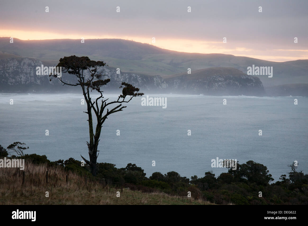 Une silhouette solitaire de l'arbre en face d'une vue sur la côte de l'île du Sud, Nouvelle-Zélande. Banque D'Images