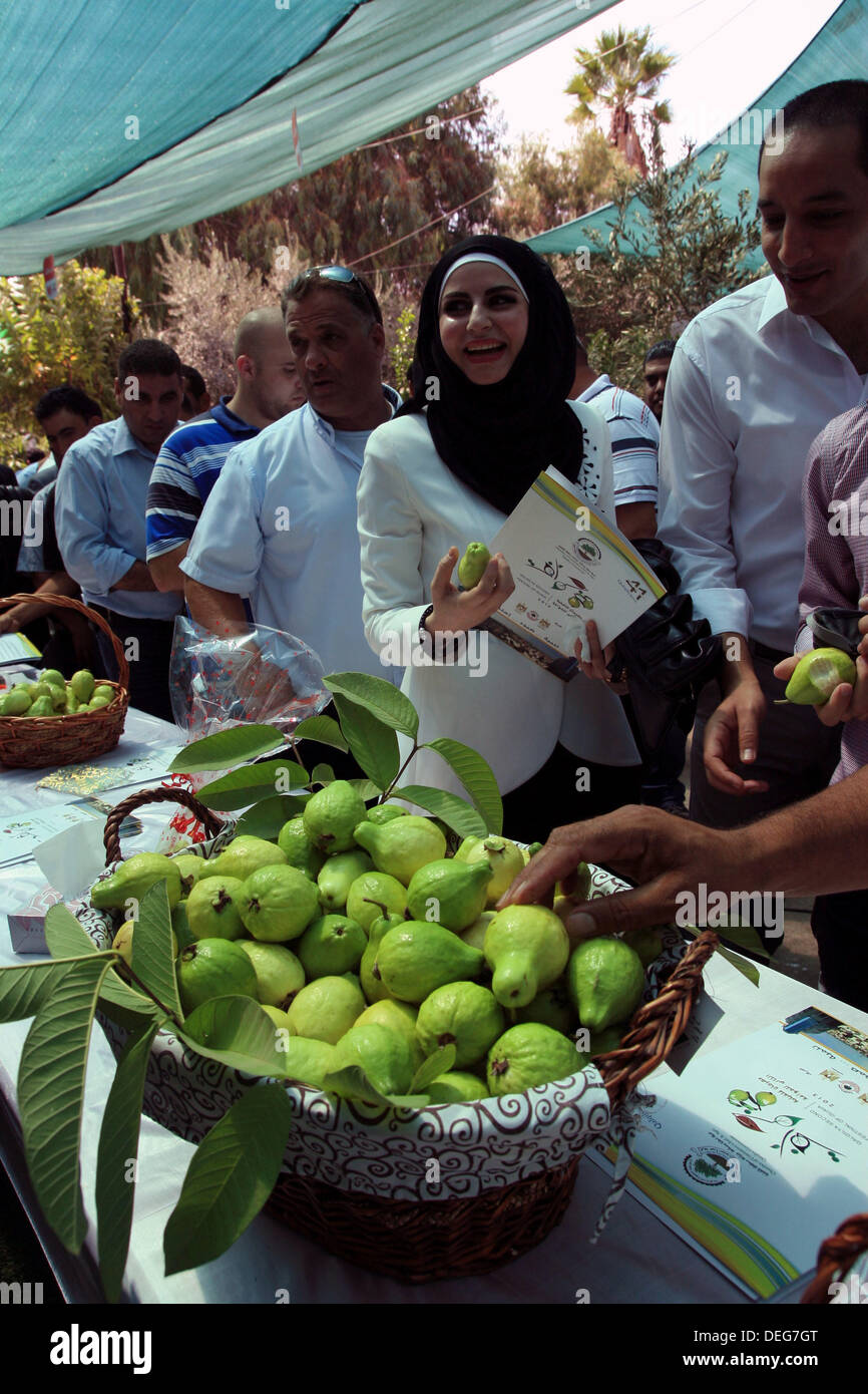 18 septembre 2013 - Qalqilya en Cisjordanie, territoire palestinien - Palestiniens participent à la goyave festival dans la ville de Cisjordanie Qalqilya, 18 septembre 2013 (Crédit Image : © Nedal Eshtayah ZUMAPRESS.com)/Images/APA Banque D'Images