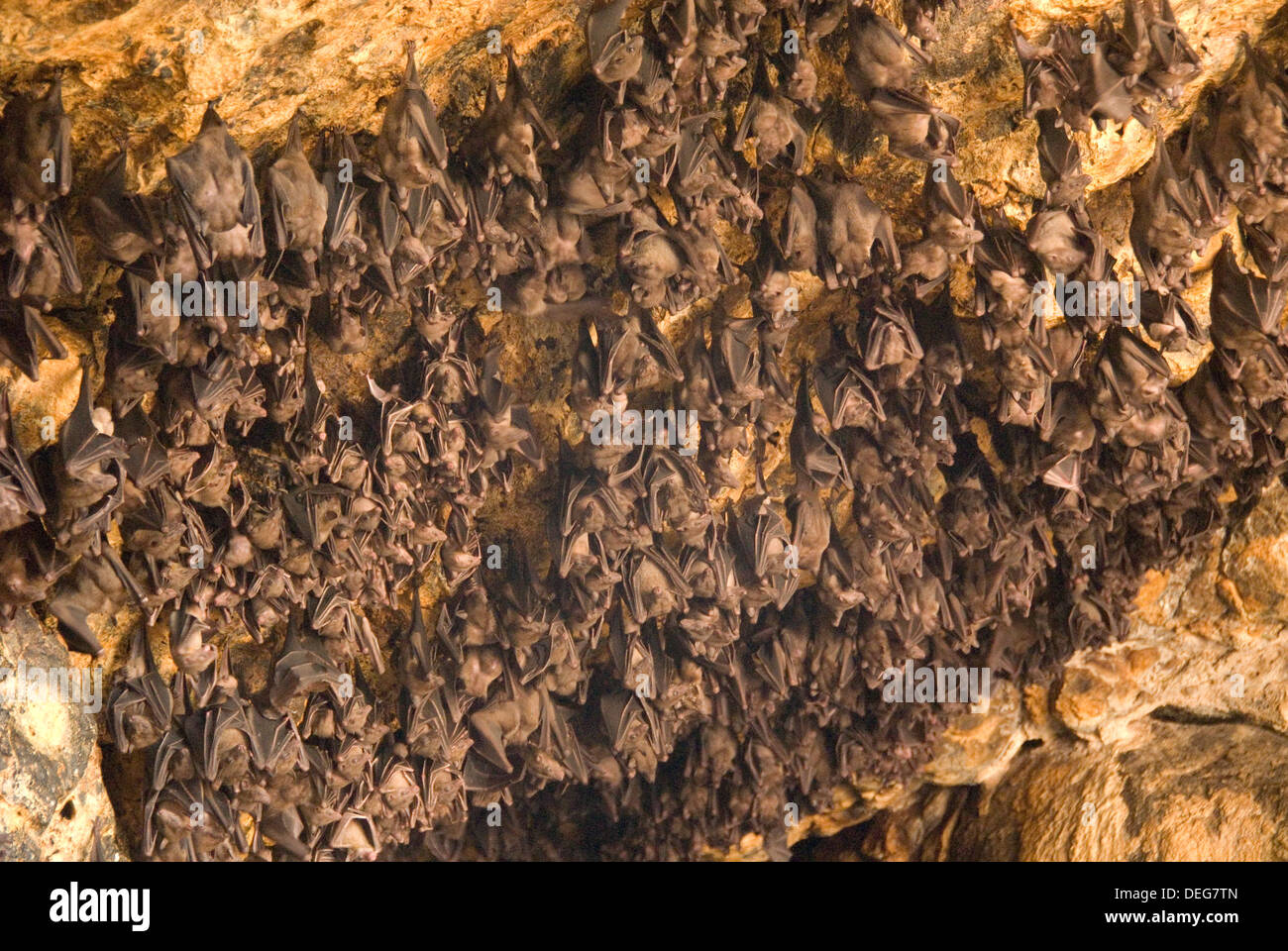 Les chauves-souris sur le toit de la chambre à l'intérieur de la grotte de Goa Lawah Purah, Hindu Temple Bat Cave, l'Est de Bali, Indonésie, Asie du Sud, Asie Banque D'Images