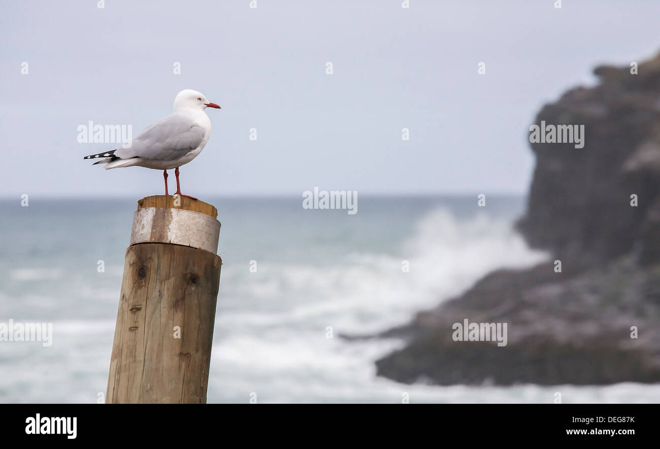 Oiseau sur post sur la côte de l'île du sud de Nouvelle-Zélande Banque D'Images