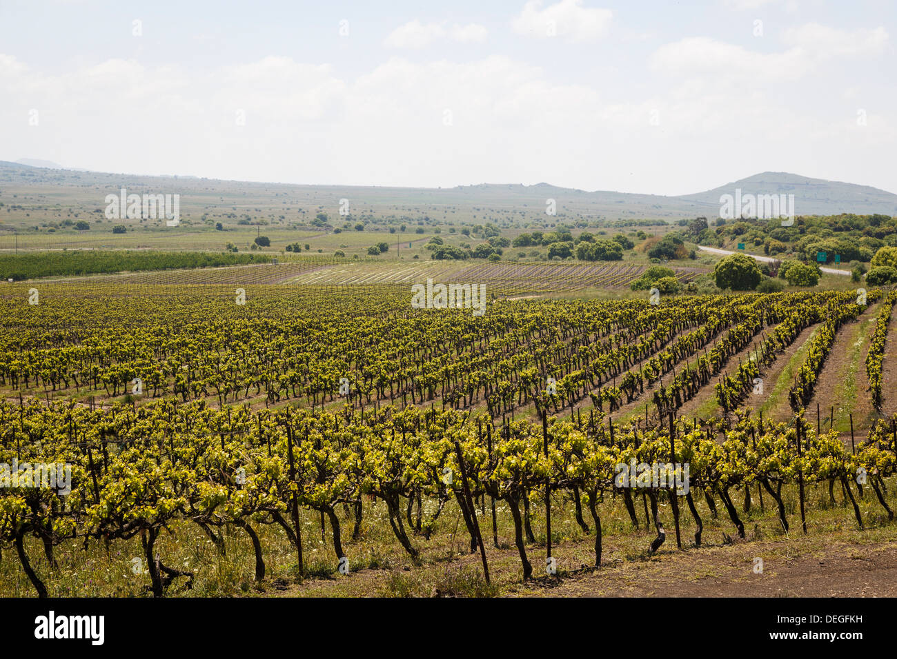 Vignoble dans le plateau du Golan, Israël, Moyen Orient Banque D'Images