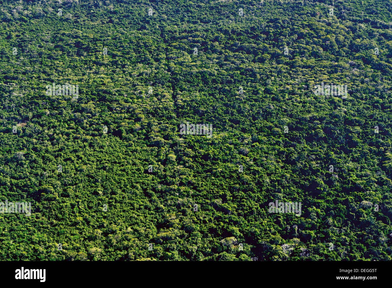Brésil, Pantanal : Vue aérienne de la forêt tropicale autour de Poconé Banque D'Images