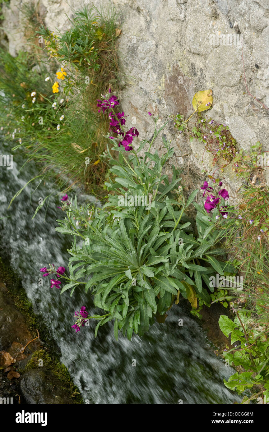 Le stock, Matthiola incana, avec d'autres fleurs de la végétation sur les falaises de la plage de la bière dans le Devon Banque D'Images