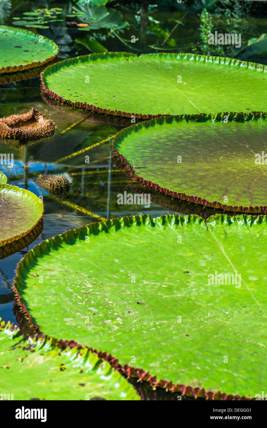 Les feuilles de lotus Victoria sur un étang Banque D'Images