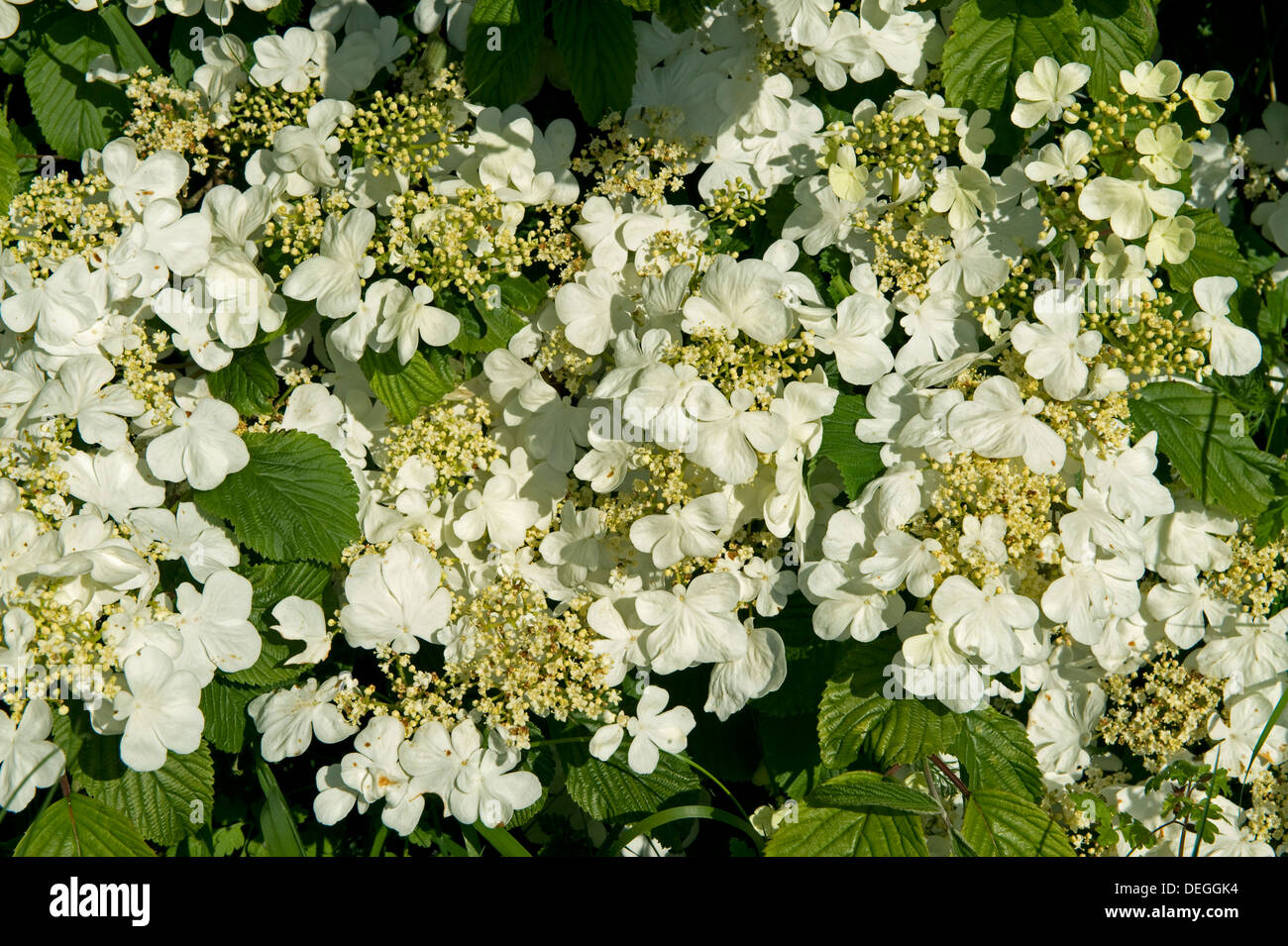 Boule de neige Viburnum plicatum japonais, f tomentosum, fleurs blanches sur l'arbuste jardin ornemental Banque D'Images