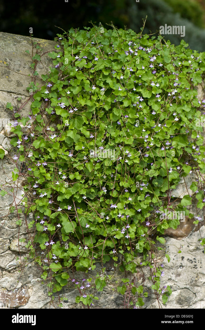 Linaire à feuilles de lierre, Cymbalaria muralis floraison, sur un mur de pierre Banque D'Images