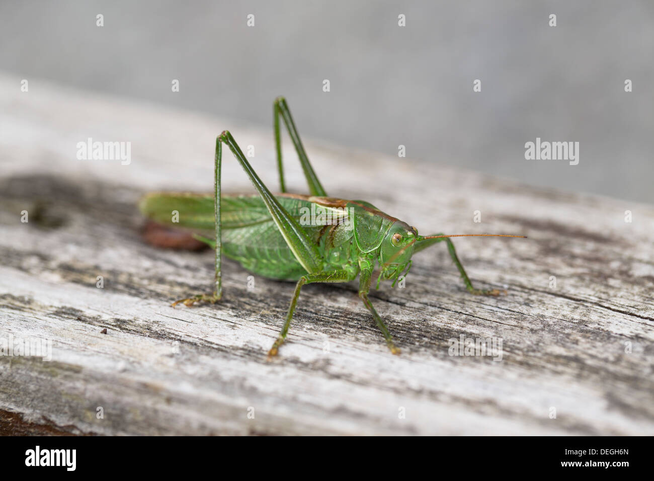 Grande Charte Verte Tettigonia viridissima Bush ; Cricket ; mâle ; en automne, Cornwall, UK Banque D'Images
