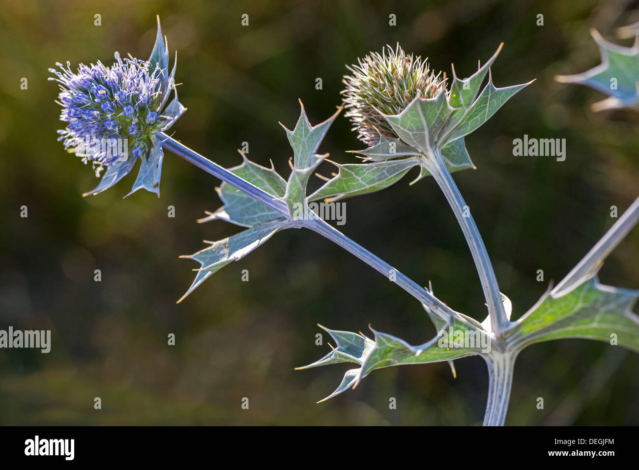 Holly (Eryngium maritimum mer) en fleur dans les dunes le long de la côte Banque D'Images