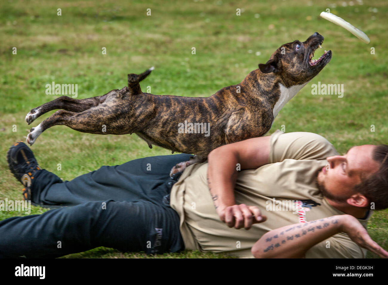 Staffordshire Bull Terrier chien de l'extraction de l'air mi-frisbee Banque D'Images