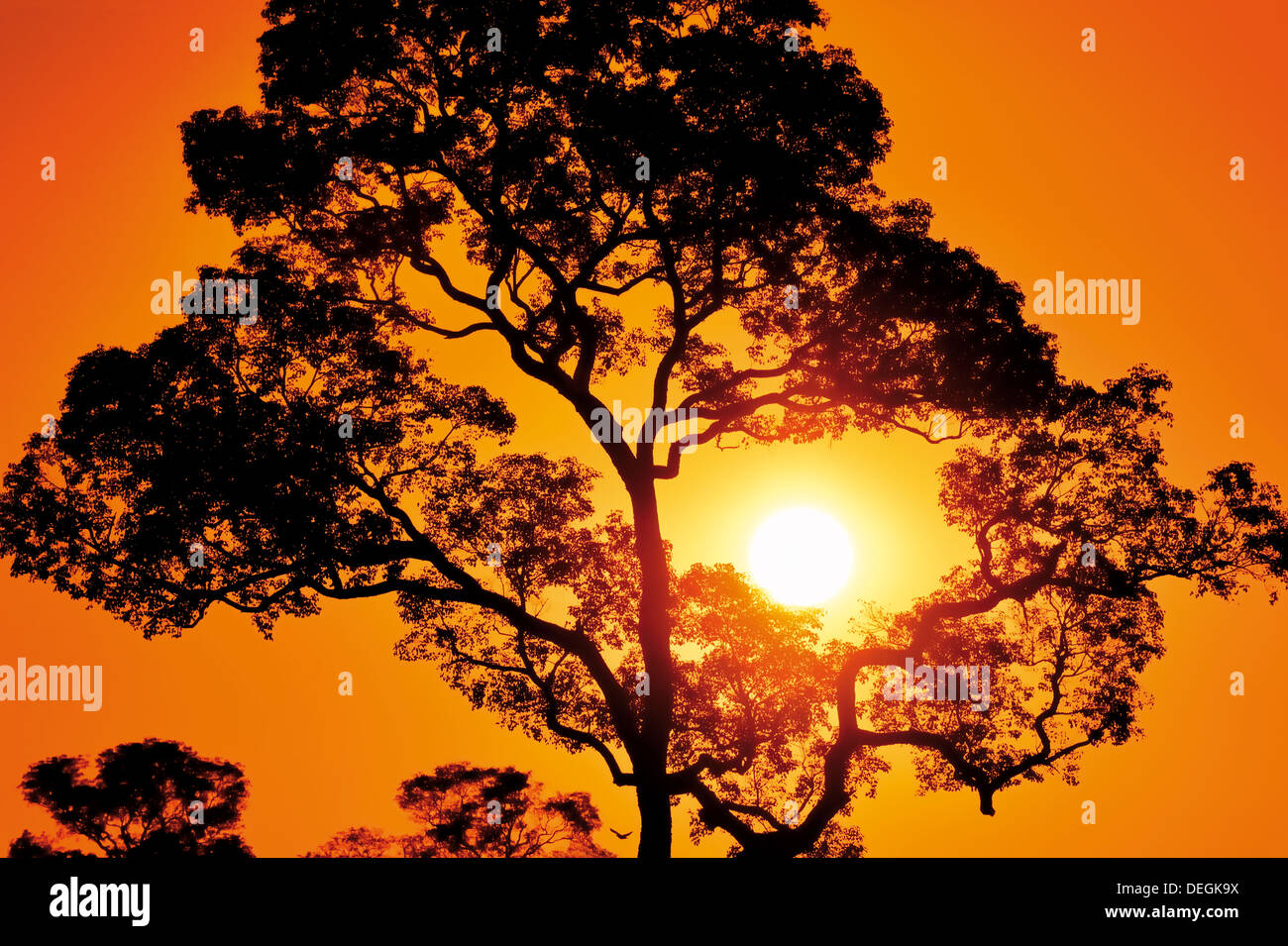 Brésil, Pantanal : Scenic coucher du soleil avec la silhouette des arbres et ciel orange Banque D'Images