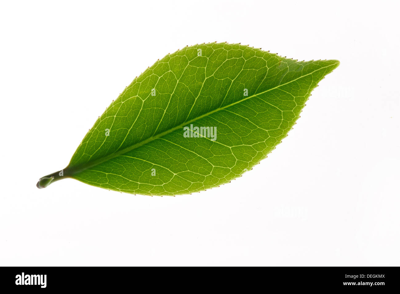 Close-up des feuilles de thé Banque D'Images