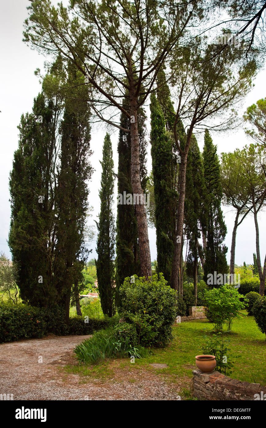 Arbres dans un jardin d'un hôtel, le Castello delle Quattro Torra, Sienne, Toscane, Italie Banque D'Images