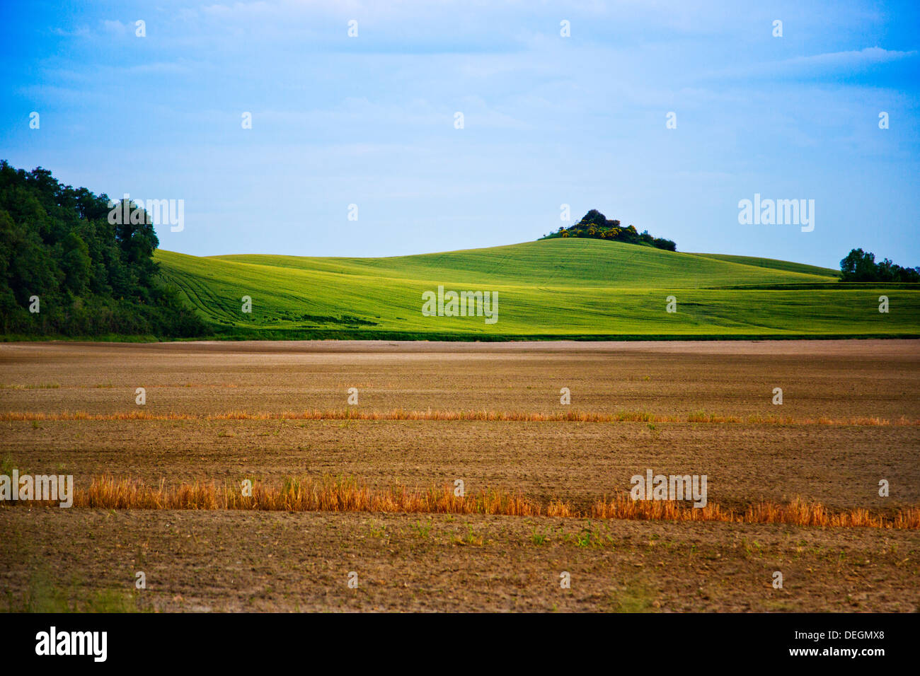Les champs agricoles, Sienne, Toscane, Italie Banque D'Images