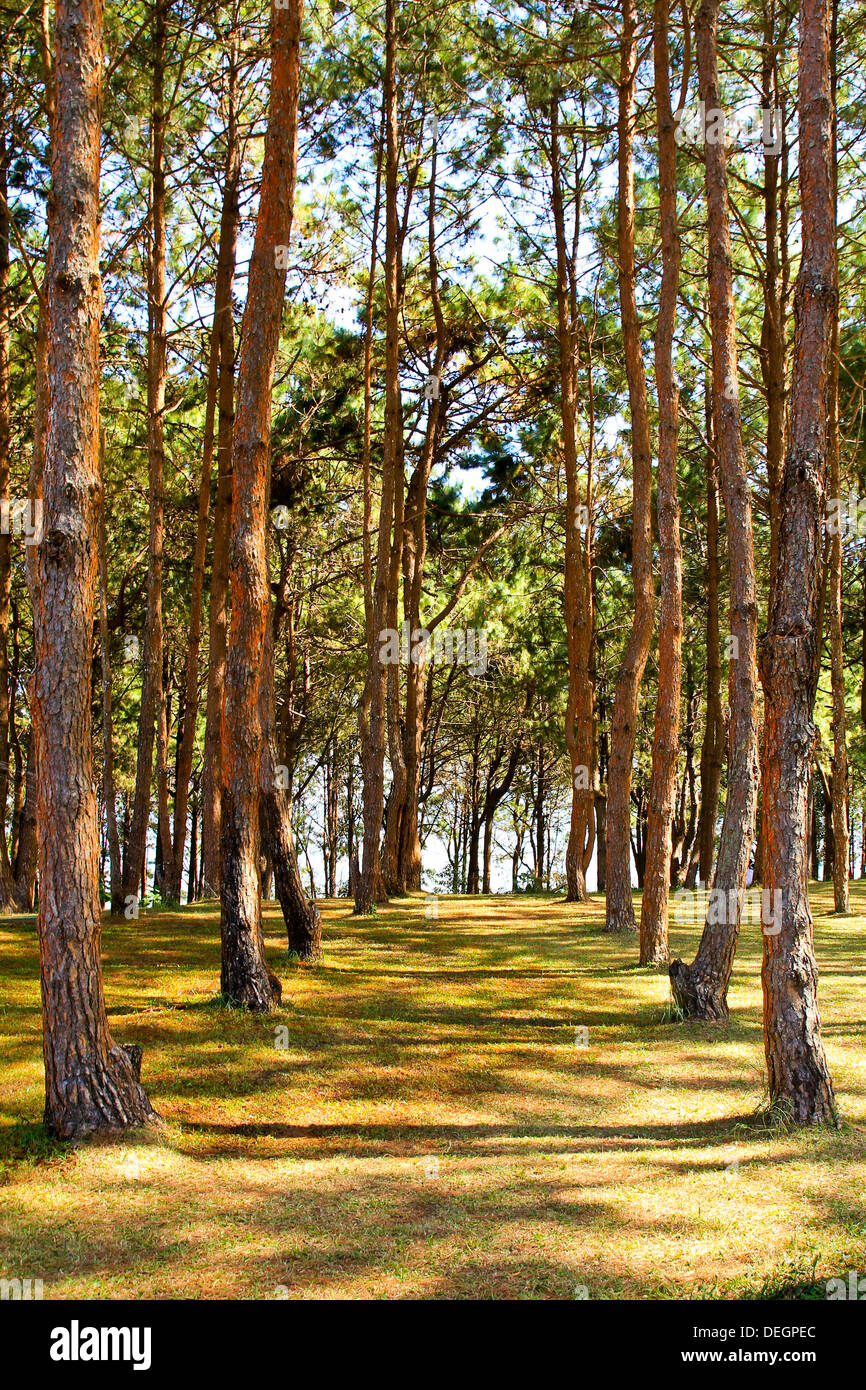 Des rangées d'arbres exploité dans une plantation. Banque D'Images