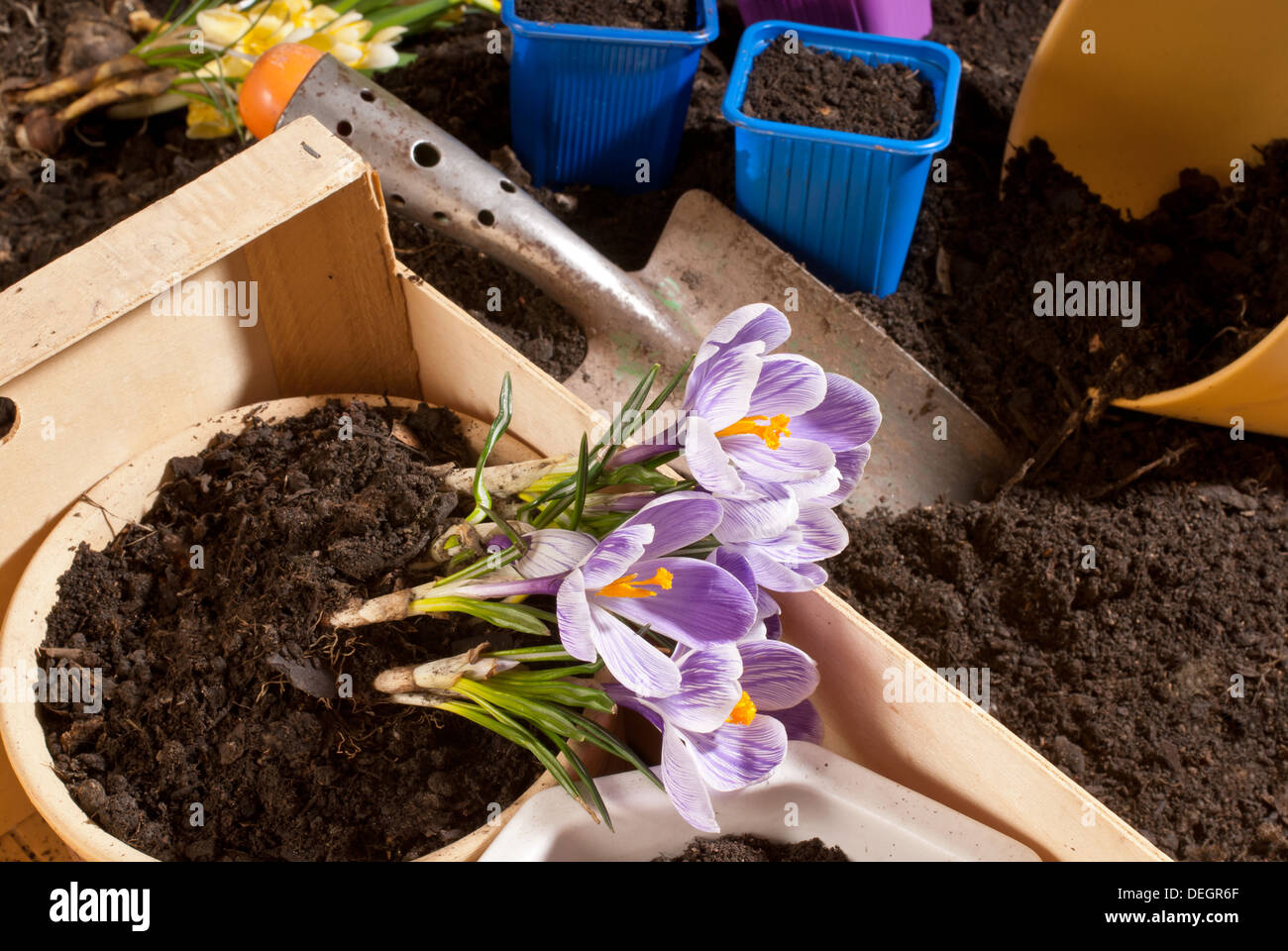 Crocus Banque D'Images