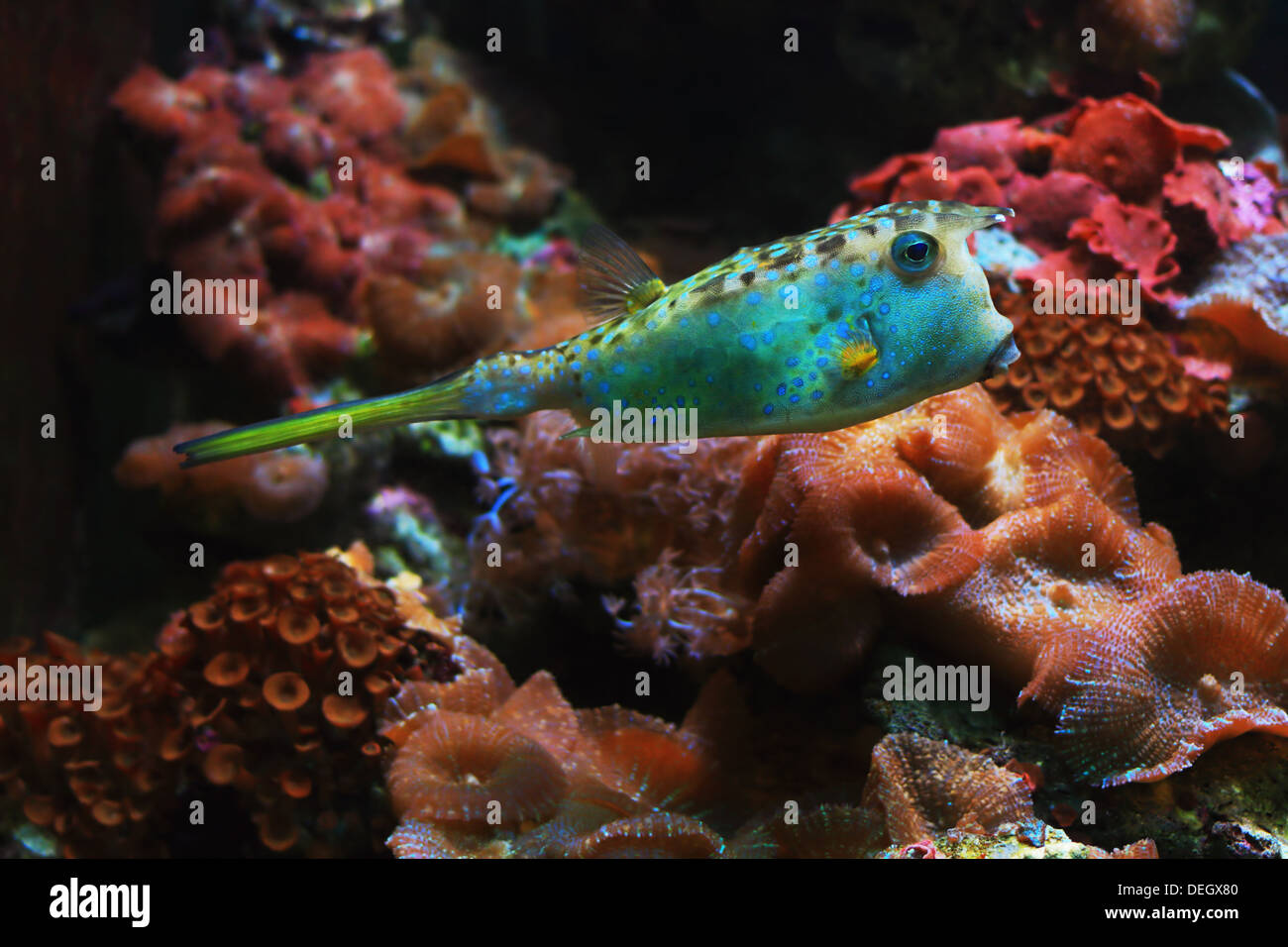 Longicorne vache et de corail mou de champignons Banque D'Images