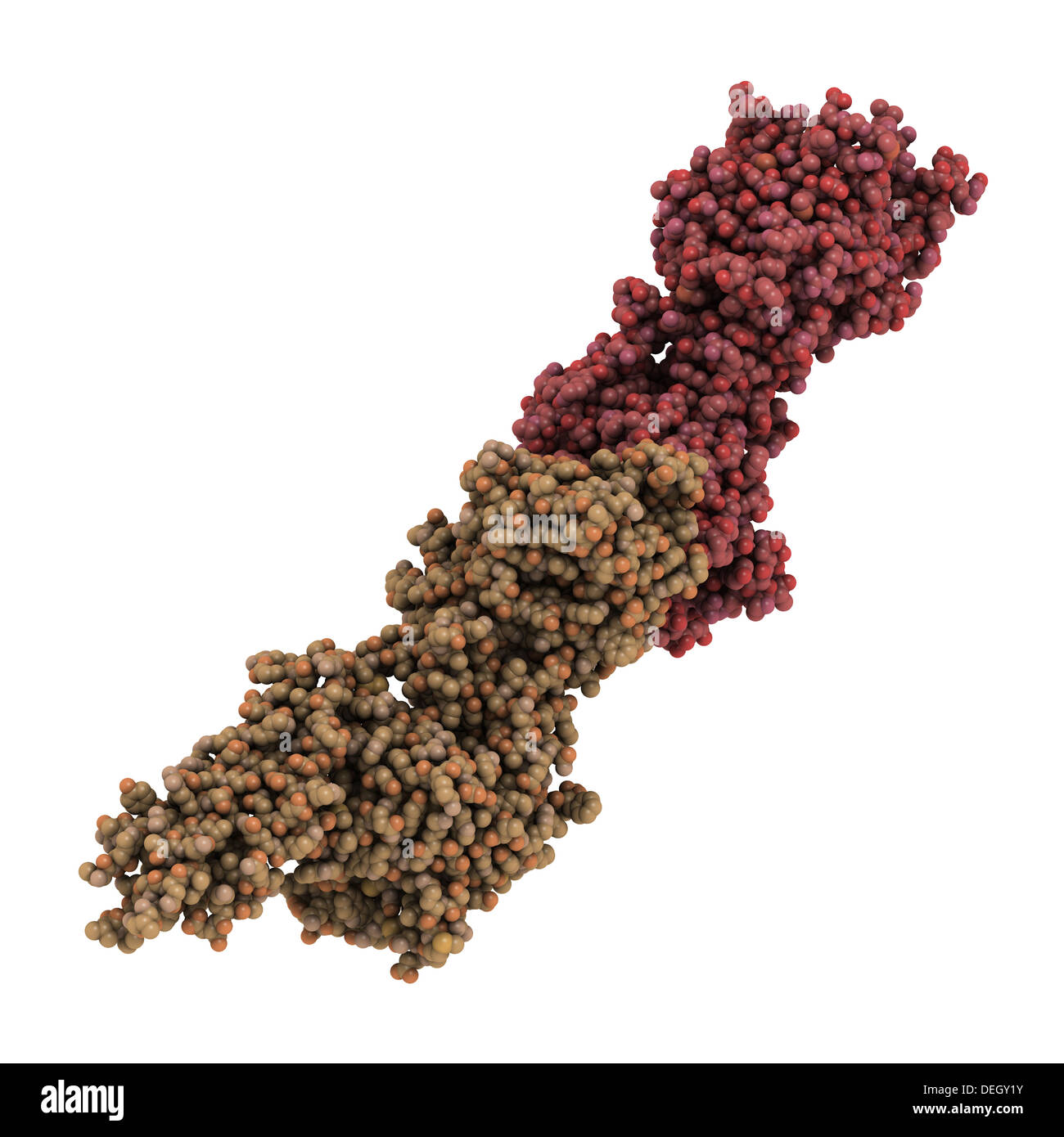 D-dimère, produit de dégradation de la fibrine. Lorsqu'elle se trouve dans le sang, de D-diméres indiquent la présence de caillots de sang (thrombose) Banque D'Images