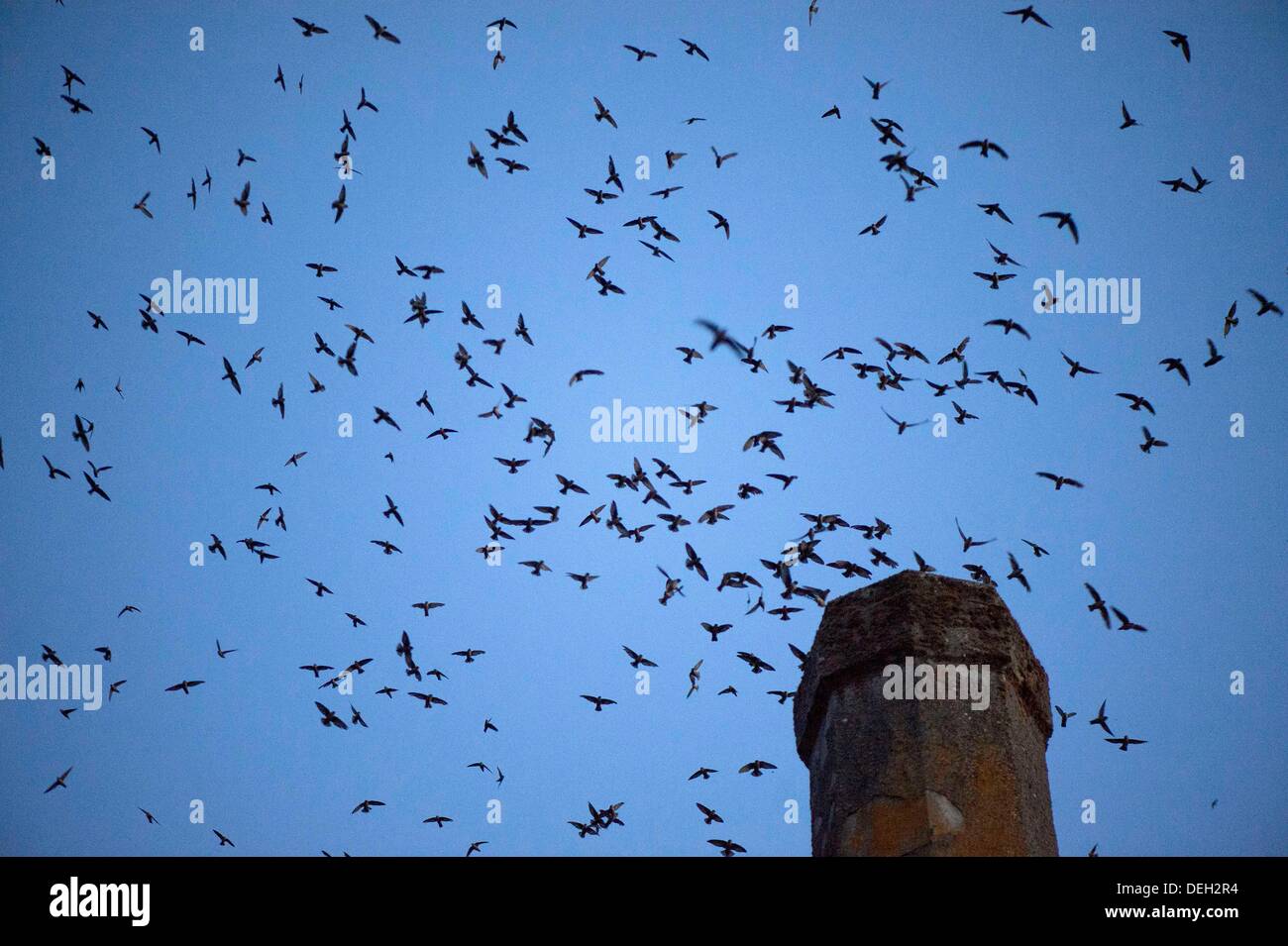 Roseburg, Oregon, USA. 18 août, 2013. Juste après le coucher du soleil, des milliers de Martinets de Vaux descendre dans une cheminée inutilisée à un community arts centre de Roseburg. Les oiseaux, aussi connu comme les Martinets ramoneurs, utilisez la cheminée comme une escale place sur leur migration annuelle d'automne à partir de leurs zones de reproduction estivale dans le nord-ouest de l'Amérique du Nord à leurs quartiers d'hiver en Amérique centrale et du Sud. Crédit : Robin Loznak ZUMAPRESS.com/Alamy/Live News Banque D'Images