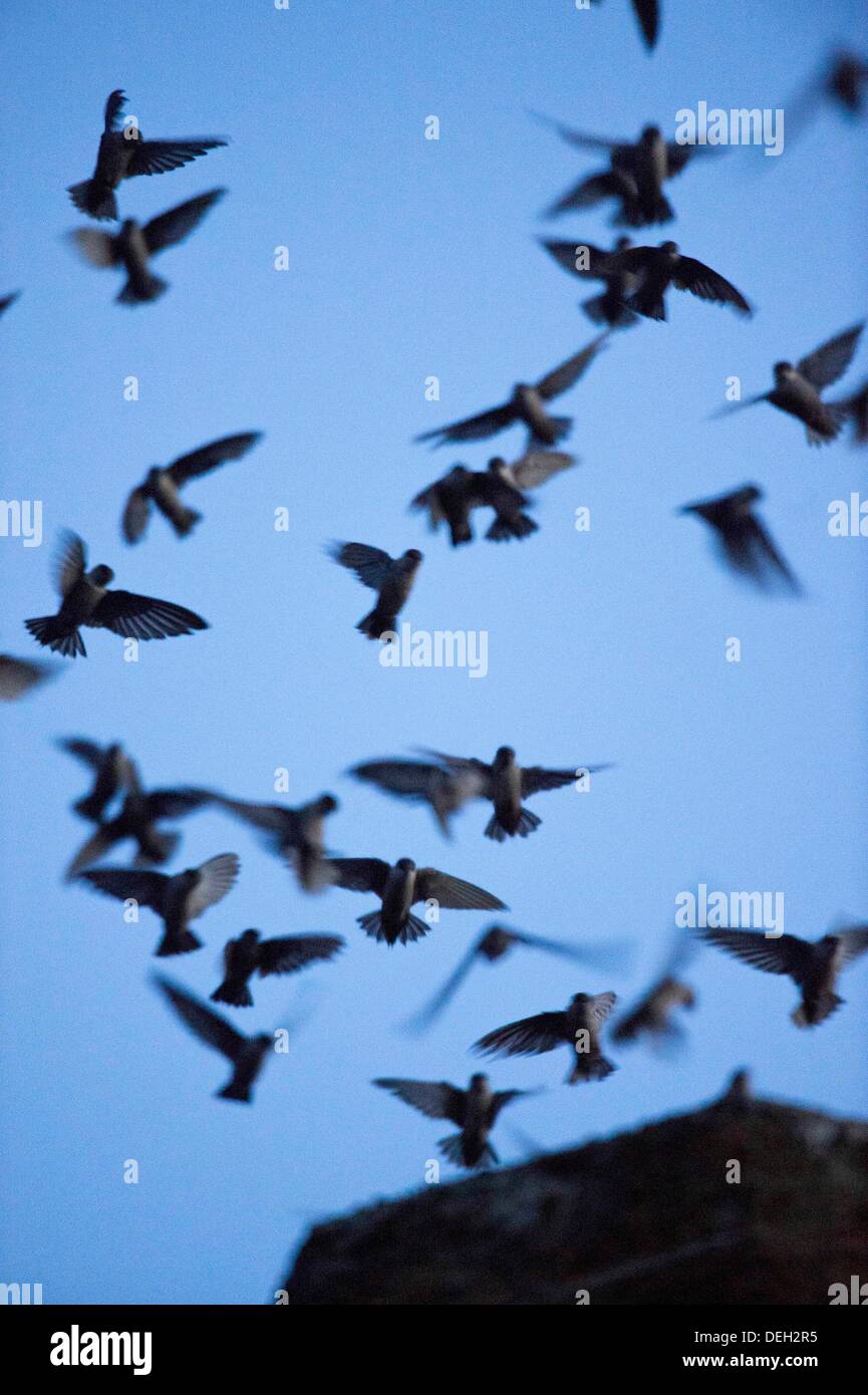 Roseburg, Oregon, USA. 18 août, 2013. Juste après le coucher du soleil, des milliers de Martinets de Vaux descendre dans une cheminée inutilisée à un community arts centre de Roseburg. Les oiseaux, aussi connu comme les Martinets ramoneurs, utilisez la cheminée comme une escale place sur leur migration annuelle d'automne à partir de leurs zones de reproduction estivale dans le nord-ouest de l'Amérique du Nord à leurs quartiers d'hiver en Amérique centrale et du Sud. Crédit : Robin Loznak ZUMAPRESS.com/Alamy/Live News Banque D'Images