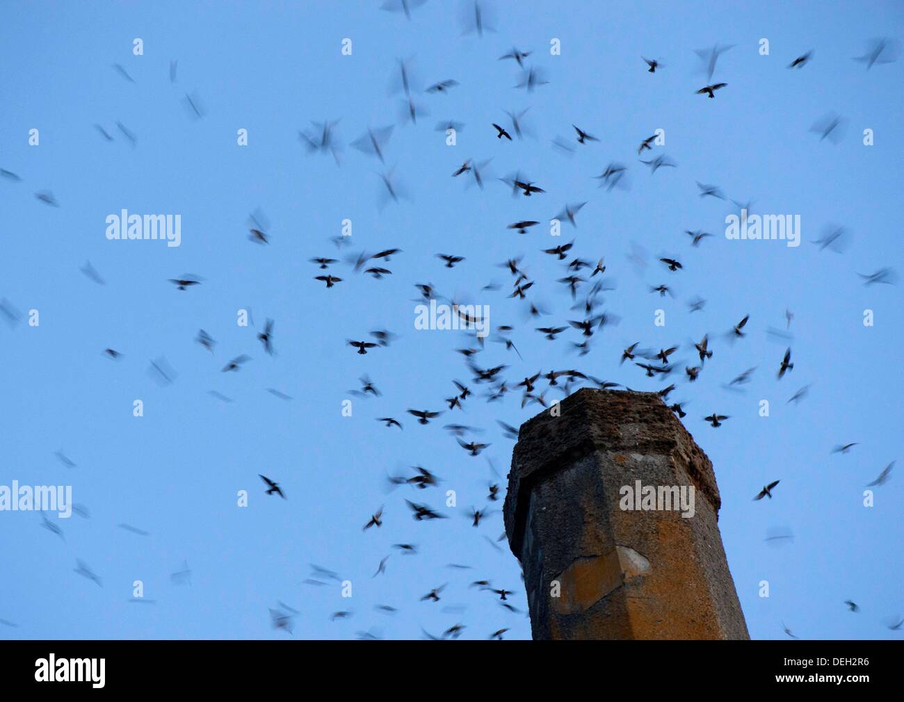 Roseburg, Oregon, USA. 18 août, 2013. Juste après le coucher du soleil, des milliers de Martinets de Vaux descendre dans une cheminée inutilisée à un community arts centre de Roseburg. Les oiseaux, aussi connu comme les Martinets ramoneurs, utilisez la cheminée comme une escale place sur leur migration annuelle d'automne à partir de leurs zones de reproduction estivale dans le nord-ouest de l'Amérique du Nord à leurs quartiers d'hiver en Amérique centrale et du Sud. Crédit : Robin Loznak ZUMAPRESS.com/Alamy/Live News Banque D'Images