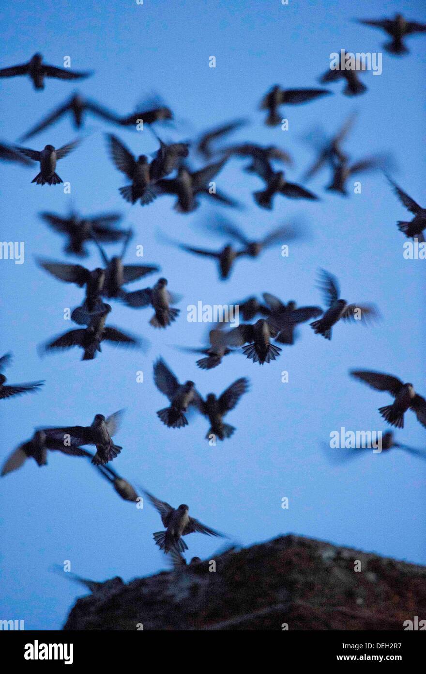 Roseburg, Oregon, USA. 18 août, 2013. Juste après le coucher du soleil, des milliers de Martinets de Vaux descendre dans une cheminée inutilisée à un community arts centre de Roseburg. Les oiseaux, aussi connu comme les Martinets ramoneurs, utilisez la cheminée comme une escale place sur leur migration annuelle d'automne à partir de leurs zones de reproduction estivale dans le nord-ouest de l'Amérique du Nord à leurs quartiers d'hiver en Amérique centrale et du Sud. Crédit : Robin Loznak ZUMAPRESS.com/Alamy/Live News Banque D'Images