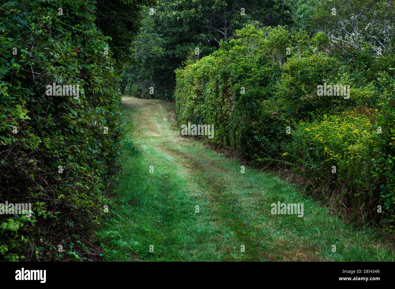 L'herbe non revêtues country road. Banque D'Images