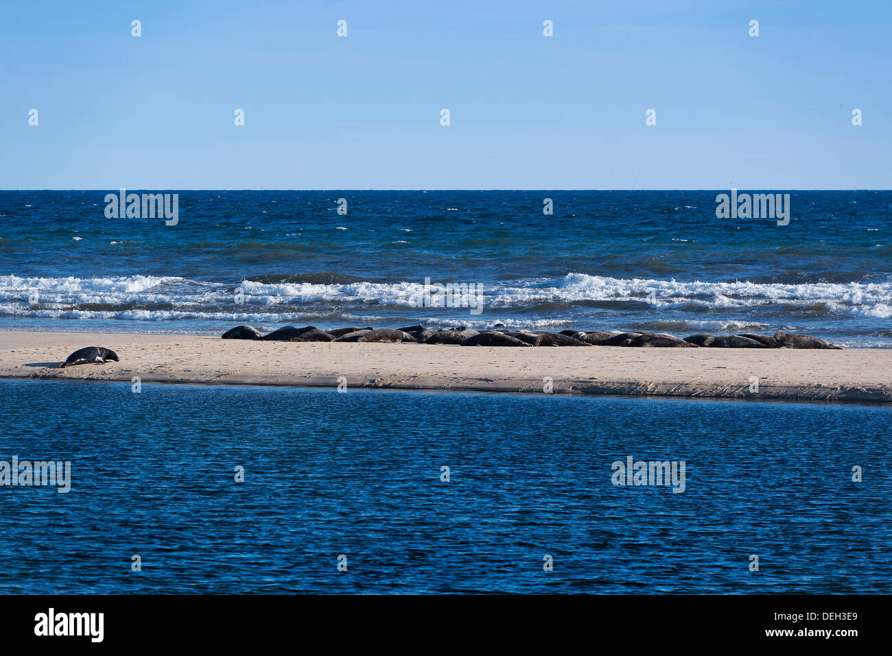 Congrégation des phoques le soleil sur un banc de sable, chef de la Meadow Beach, Truro, Cape Cod, Massachusetts, USA Banque D'Images