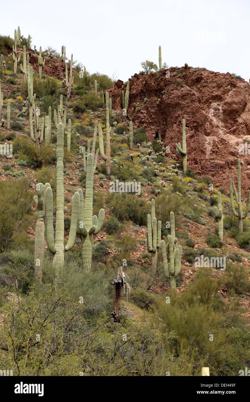 Scenic Tonto National Monument Banque D'Images