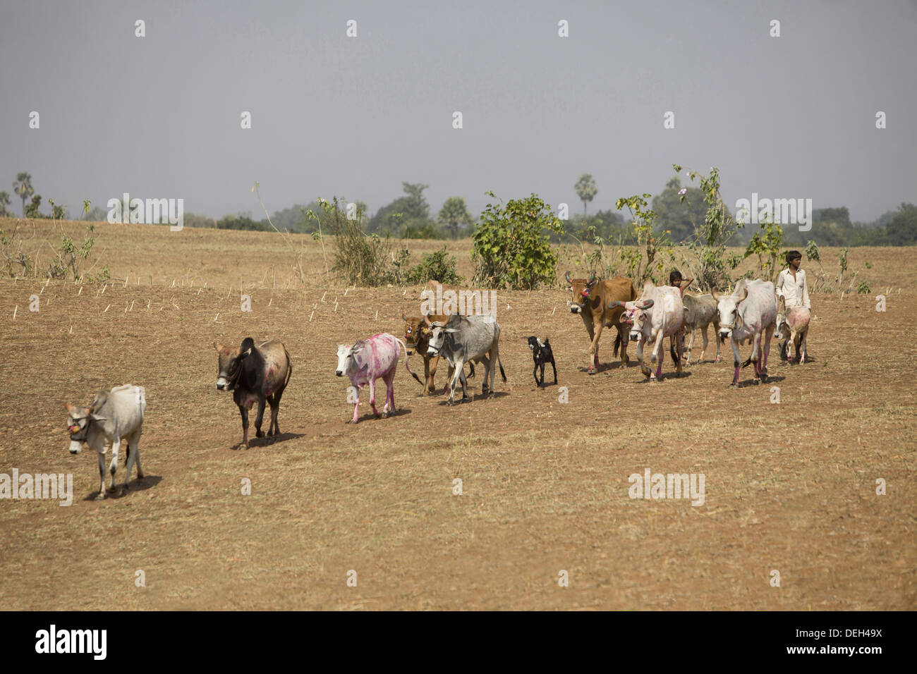 Les taureaux à la maison, le Madhya Pradesh, Chada près de l'Inde, district de Mandala Banque D'Images