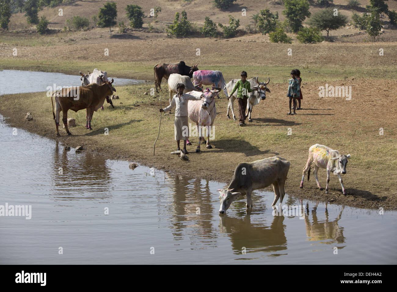 Les taureaux de l'eau potable, le Madhya Pradesh, Chada près de l'Inde, district de Mandala Banque D'Images